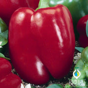 Sweet Pepper - Big Red