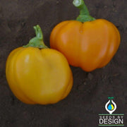 Pepper Seeds - Sweet - Cheese Yellow
