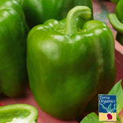 Organic Emerald Giant Sweet Pepper Seeds