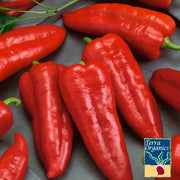 Pepper Seeds, Sweet - Marconi Red - Organic