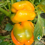 Pepper Seeds - Sweet - Muscato F1