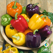 Pepper Seeds - Sweet - Rainbow Bell Blend