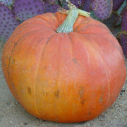 Pumpkin Seeds - Big Max - Organic