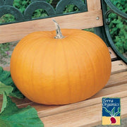 Pumpkin Seeds - Connecticut Field - Organic