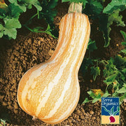 Pumpkin Seeds - Cushaw Orange Stripe - Organic