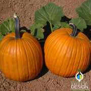 Pumpkin Seeds - Early Harvest F1