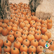 Pumpkin Seeds - Harvest Ace F1