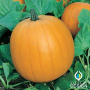 Pumpkin Seeds - Harvest Gold F1