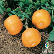Pumpkin Seeds - Harvest Queen F1