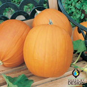 Pumpkin Seeds - Hobbit F1 PMR