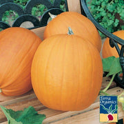 Organic jack o lantern pumpkin seeds