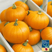 Pumpkin Seeds - Spookie - Organic