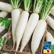 Radish, Daikon (Organic) - Vegetable Seeds