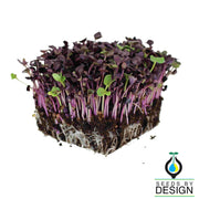 Radish - Sango Purple - Microgreens Seeds