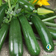 Squash Seeds - Summer - Jasper F1