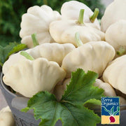 Squash Seeds, Summer - Scallop - White Bush - Organic