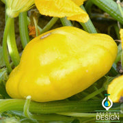 Scallop Yellow Bush Squash Seeds - Non-GMO