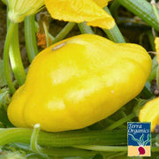 Organic Scallop Yellow Bush Squash Seeds