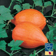 Squash Seeds - Winter - Golden Delicious - Organic