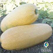 Squash Seeds - Winter - Goldetti F1