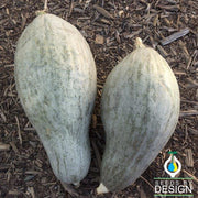 Squash Seeds - Winter - Sibley