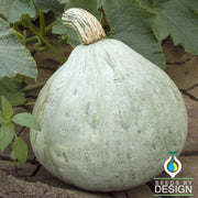 Squash Seeds - Winter - Silver Bell