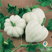Squash Seeds - Winter - White Ace F1