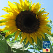 Sunflower Seeds - Black Mammoth - Organic