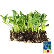 Sunflower - Black Oil (Organic) - Microgreens Seeds