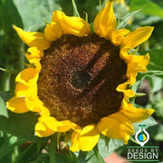Sunflower Seeds - Goldeneye F1