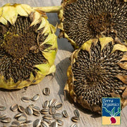 Sunflower Seeds - Mammoth Grey Stripe - Organic