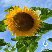 Sunflower Seeds - Starburst F1