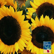Sunflower Seeds - Zohar F1 - Organic