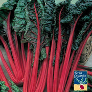 Swiss Chard Seeds - Cardinal - Organic