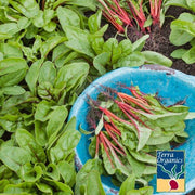Swiss Chard Seeds - Rhubarb - Organic