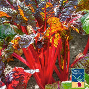 Swiss Chard Seeds - Ruby Red - Organic
