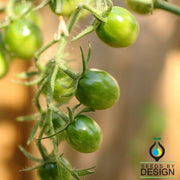 green grape tomato seeds