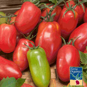 Organic amish paste tomato