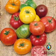 rainbow beefsteak tomato