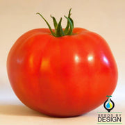 tomato caribe