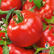 Tomato Delicious Seed