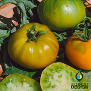 Tomato Seeds - Evergreen