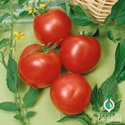 Tomato Arkansas Traveler Seed