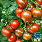 Tomato Seeds - Black Prince - Organic