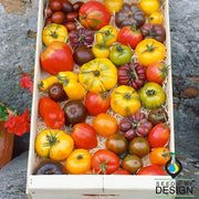 Tomato Seeds - Heirloom Rainbow Blend