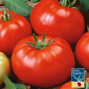 Organic Brandywine Tomato Seeds