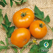 Organic Brandywine Yellow Tomato Seeds - Non-GMO