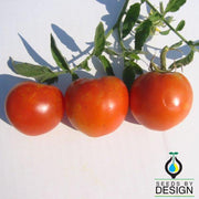 Floradade Tomato Seeds