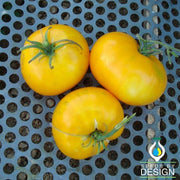 Tomato Seeds - Giallo De Summer