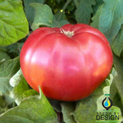 Tomato Seeds - Giant Belgium - Pink